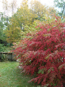 Ascutney